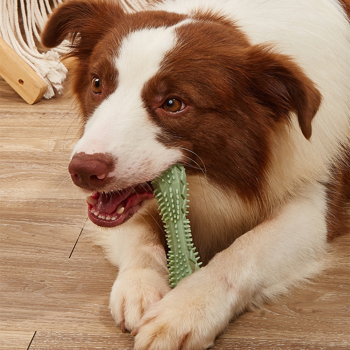 Dog chewable toy