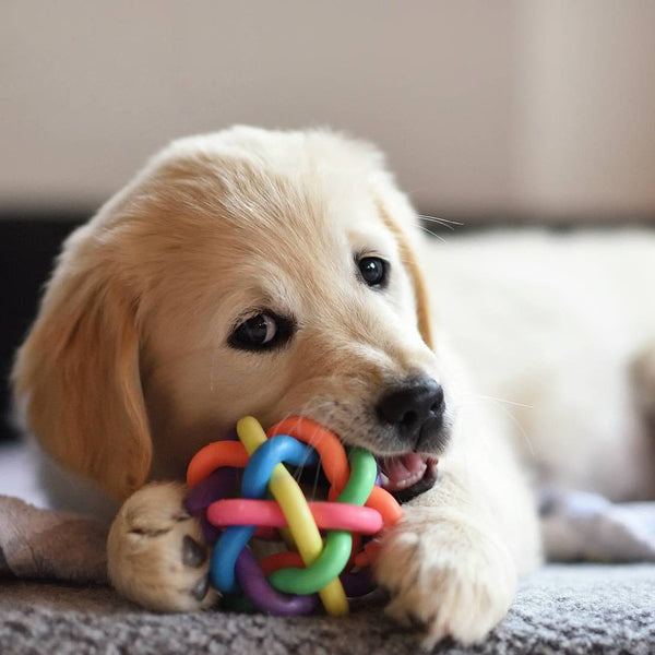 Pet Supplies