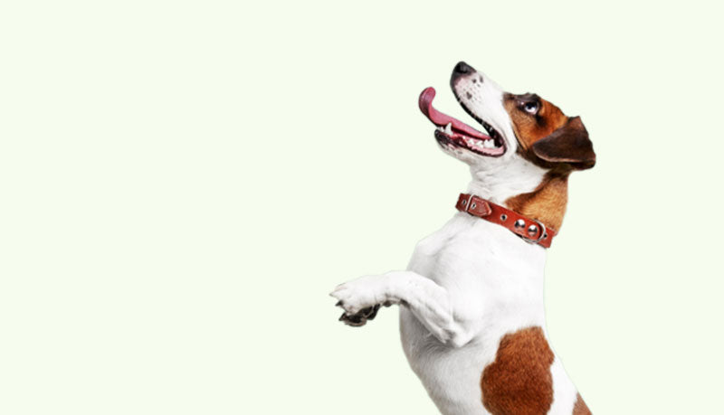 Pet Supplies